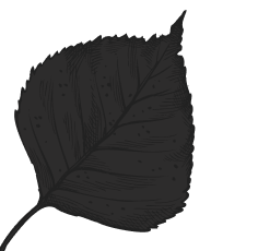 Decoration