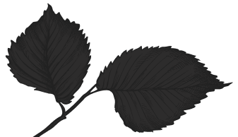 Decoration